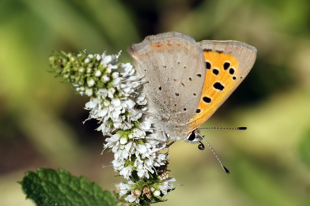 Lycaeana phlaeas Kleine vuurvlinder Small copper